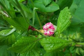 Garden Gardening Flower