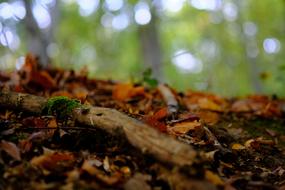Forest Floor Nature