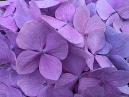 Hydrangea Flower Floral