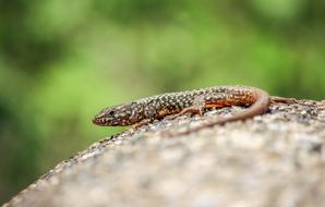 Nature Wildlife Outdoors