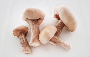wild raw mushrooms