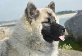 Bitch Nova Dog Eurasier Domestic