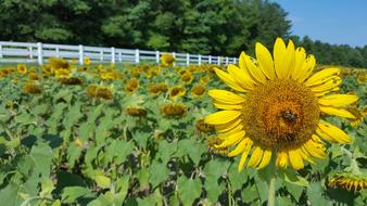 Sunflowers Fence Countryside