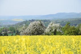 Field Landscape Agriculture