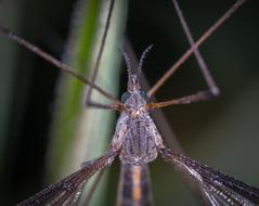 Insect Bespozvonochnoe No One