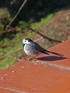 Motacilla Alba Washer Pastorella