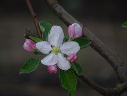 Flower Tree Apple