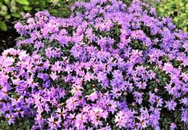 Plant Azalea Early Bloomer