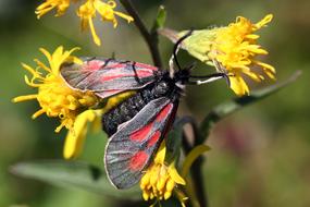 The Insect Nature Of