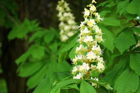 Horse Chestnut Spring Flowering