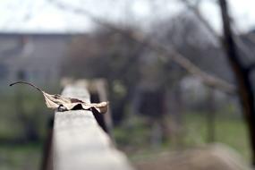 Nature Macro Fallen Leaves