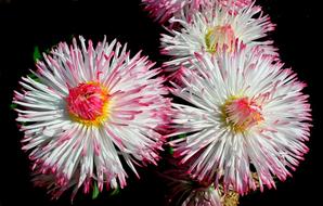 Flower Daisies Nature
