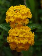 Nature Flower Plant No