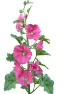 Hollyhock Flowers Pink