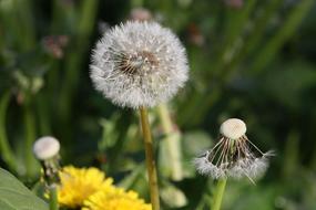 Dandelion Seeds Close Up