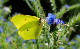 Butterfly Day Nature Insect At The