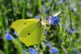 Nature Flower At The Court Of