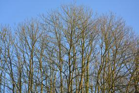 Trees Buds Branches Spring