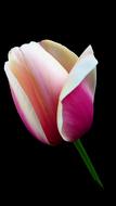 Flower Tulip Nature