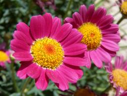 Flower Daisy Magenta Color