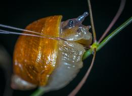 snail Nature Animals macro blur