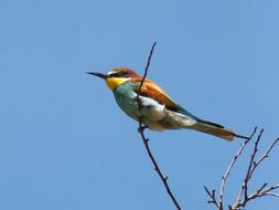 Bee-Eater Ave Branch