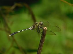 Dragon Fly Insect macro picture