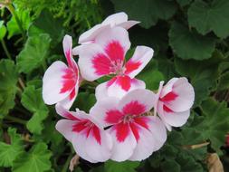 Violet Flowers Flower