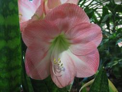 Blossom Bloom Flower