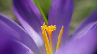 Macro picture of purple bloom yellow stamen