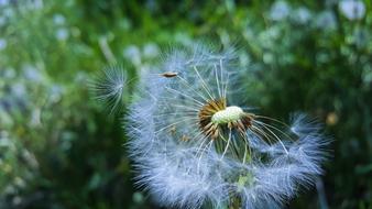 Dandelion Nature Plant