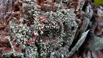 Nature Winter Lichen