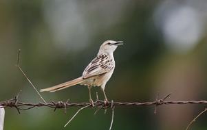 Striated Grass Bird Nature