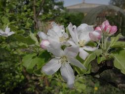 Apple Blossom White-Pink Flower