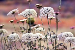 Nature Outdoors Flora