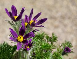 Pasque Flower Pulsatilla Patens
