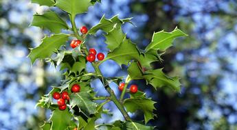 Holly Berries Red