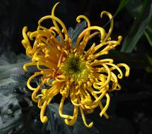 Plants Flowers Spring