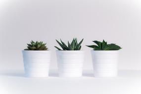 Plants Sheet White Background