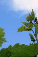 Grape Foliage