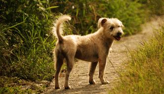 Dog Of The Field Animalia Canis