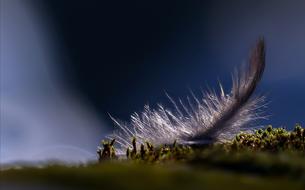 nature pen field ride grass