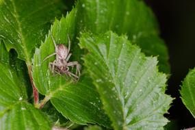 Leaf Nature Plant Close