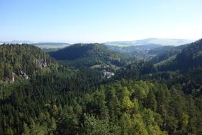 Forest Trees Landscape