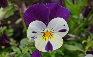Flower Pansy Plant