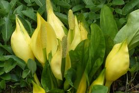 Yellow Zantedeschia Sheet Nature