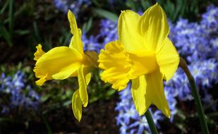 Nature Flower Plant Narcissus