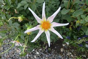 White Dahlia Flower Blooming