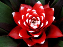 Red Blossom Bloom Tropical