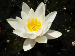 White Blossom Bloom Water lily